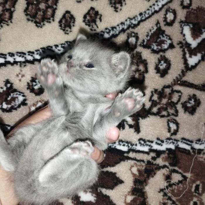 Skotish fold va skotish strayt