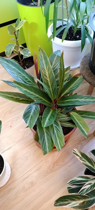 Продам строманту