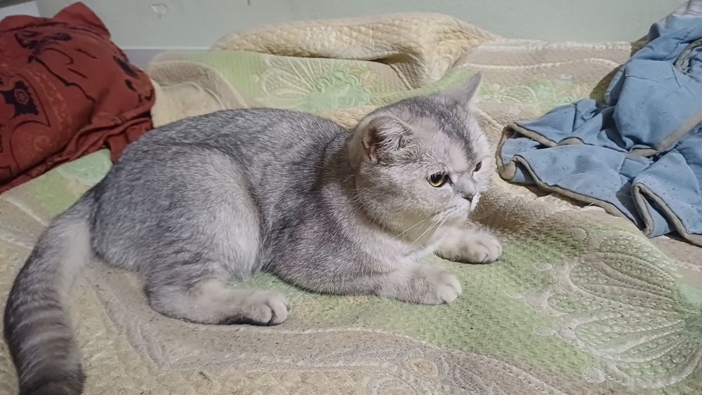 Кошечка ищет дом