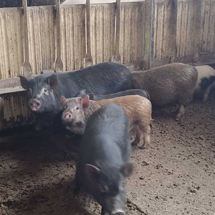 Виетнамски прасенца