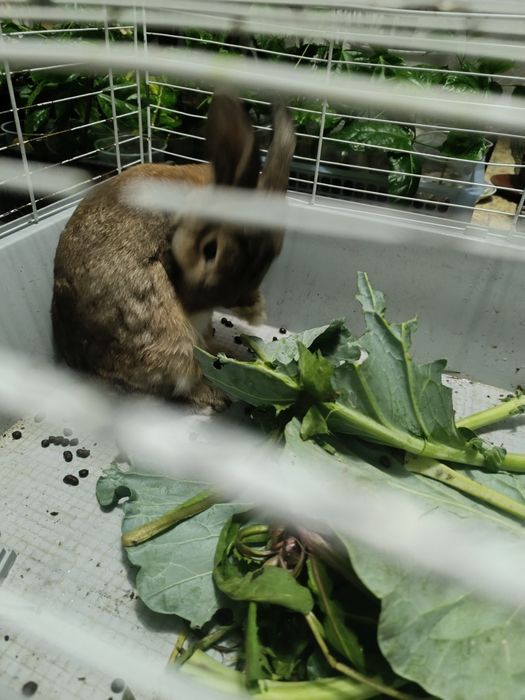 Продам декоративного кролика с клеткой