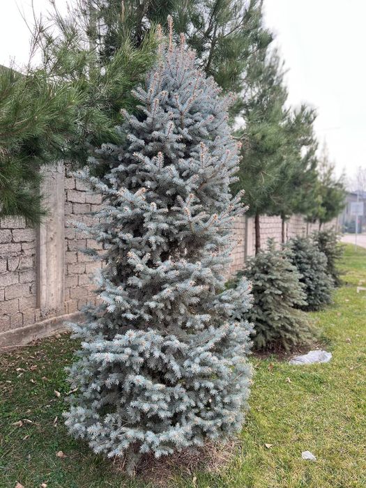 Голубой ель. . .