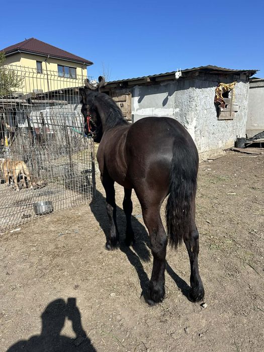 Vand Manza Frizian !!