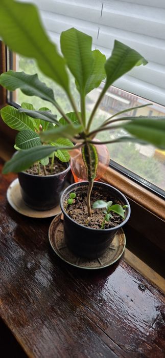 Молочай гребенчатый комнатное растение