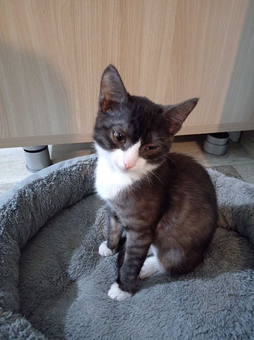 Котёнок мальчик ищет дом.