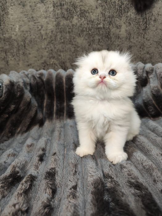 Puiuț Scottish Fold alb superb