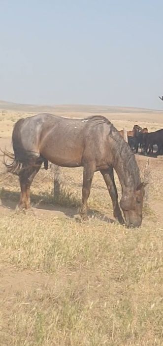 Айгыр сатылады 9 жасар