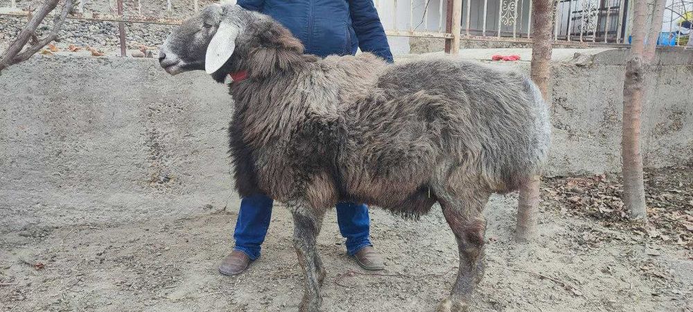 Arashan 3 yoshar qochqorlar 2 ta Bayar, Arab liniyasi