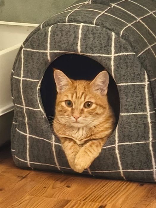 Отдам котёнка в добрые руки