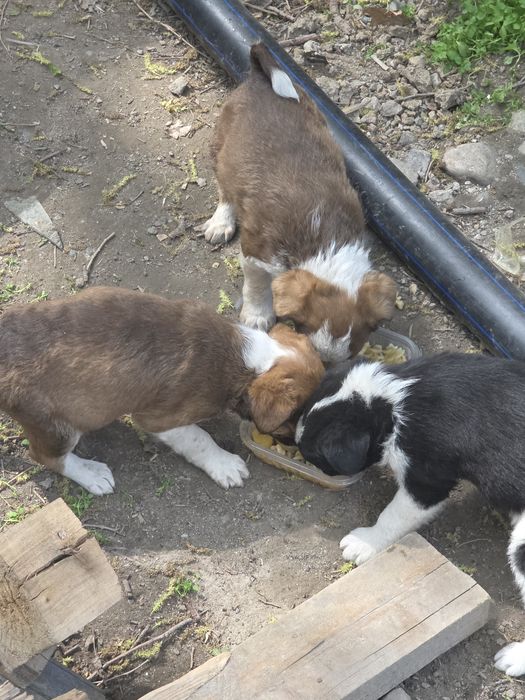 Отдам в добрые руки