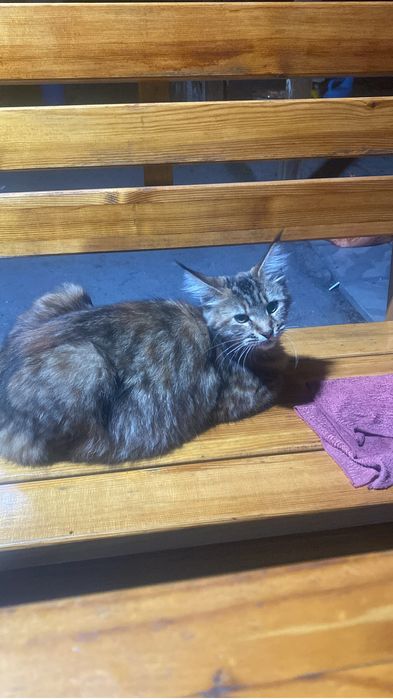 Пропала кошка! В районе восточного!