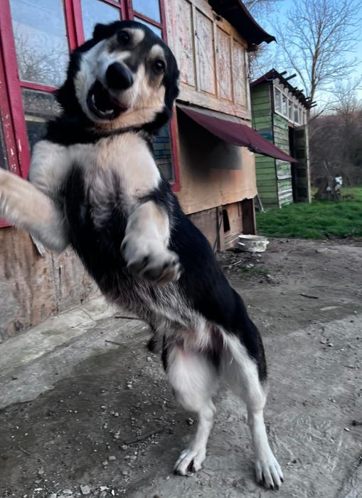 Руна си търси нов дом