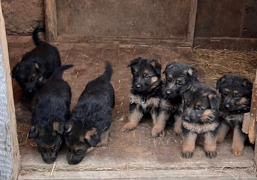 Щенки немецкой овчарка