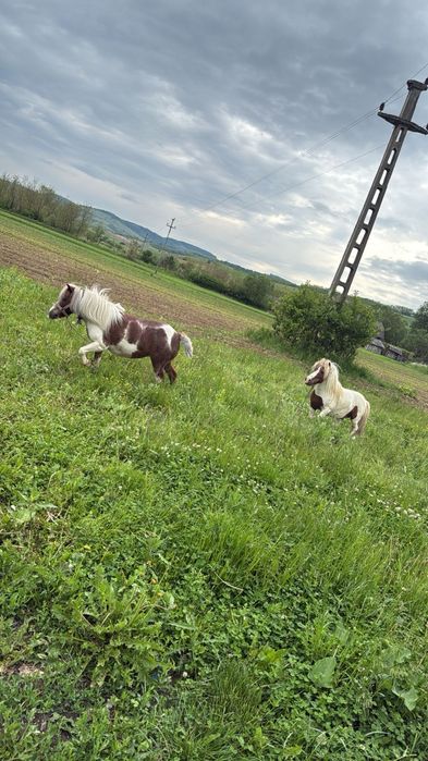 Ponei mascul talie mica