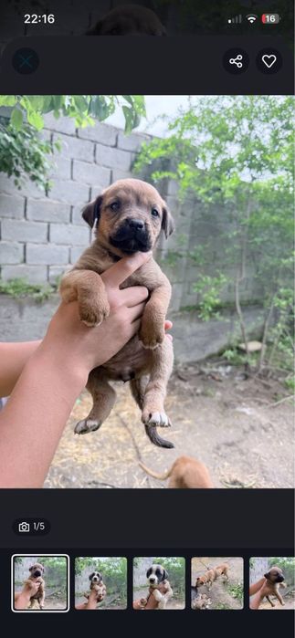 Pitbul sotiladi kelishamz