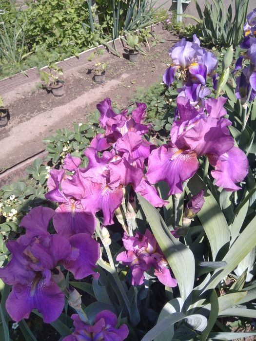 Уличные цветы: ирис, хосты, аюга, юкка, бадан, волжанка