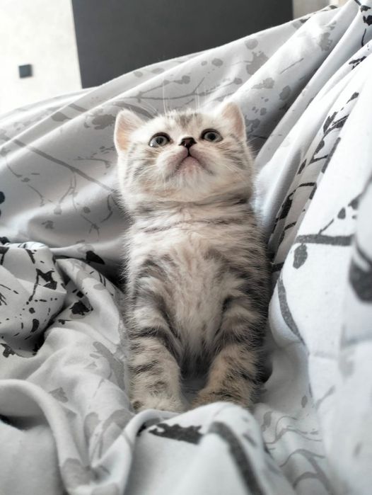 Продажа чистокровных котят скотиш страйт