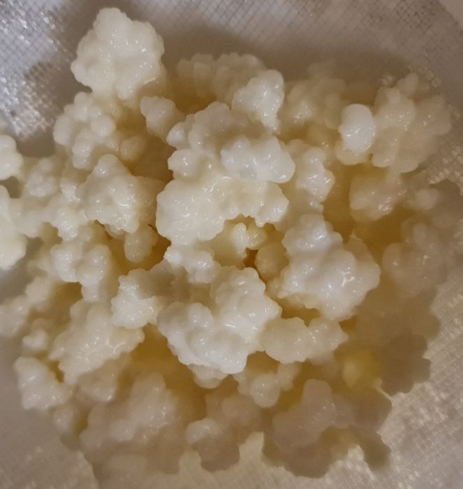 Ciuperca tibetana Kefir lapte