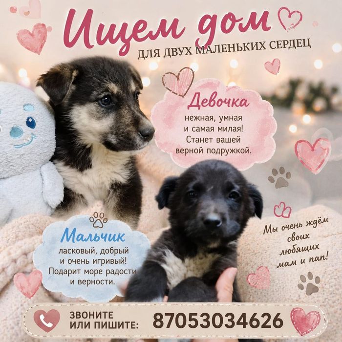 Щенки ищут семью