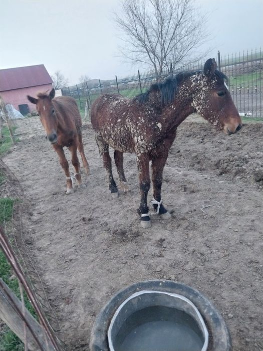 3 бас бордақы сатылады.