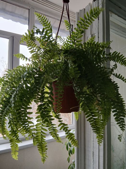 Комнатные цветы адаптированные