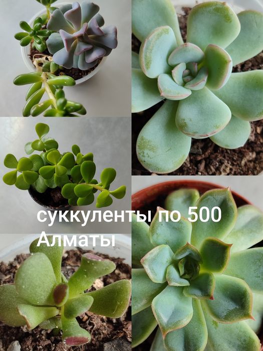 Суккуленты,  разные