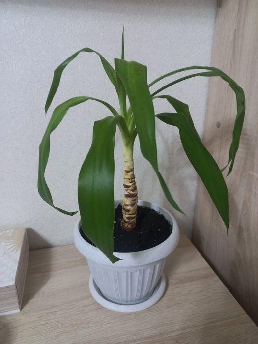 Юкка,     продам