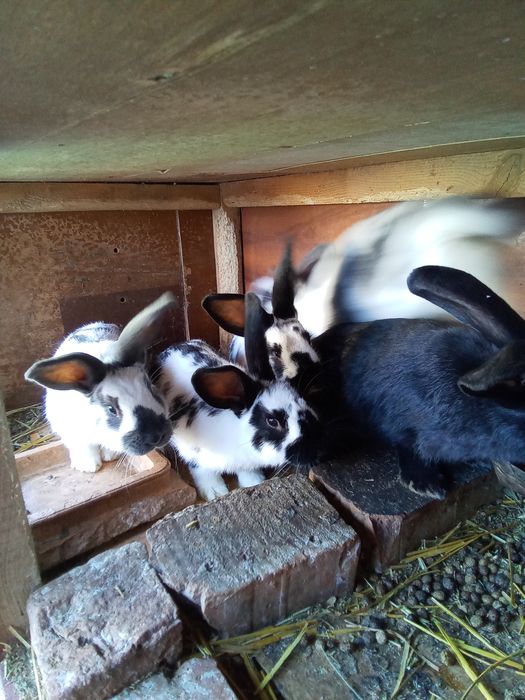 Vând iepurași din rasa fluture german