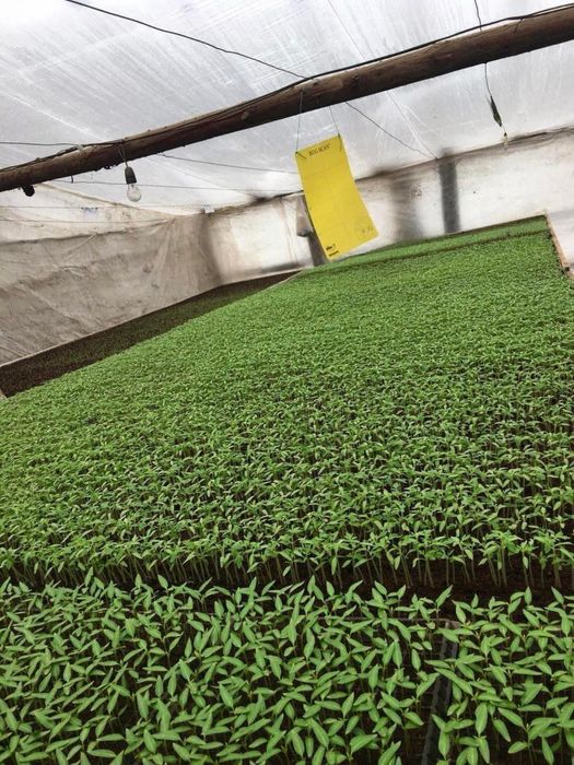 Rasaduri rosii pentru sere si solarii