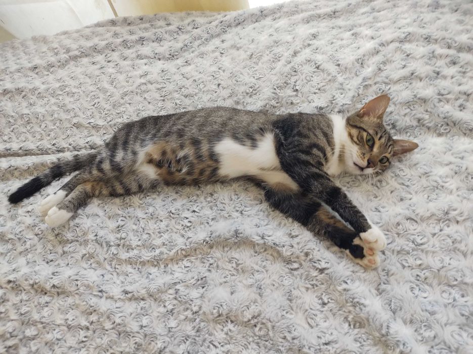 Коте Барби търси дом
