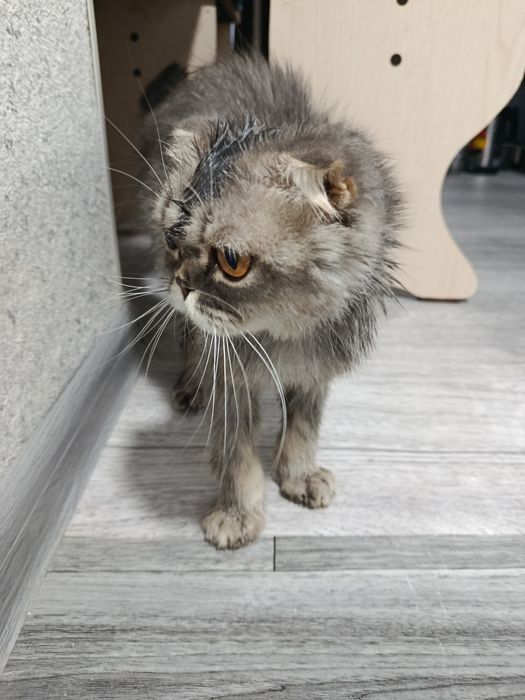 Скотиш фолд искупанная вислоухая кошечка