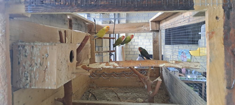 Vând Papagali Agapornis cu Voliera