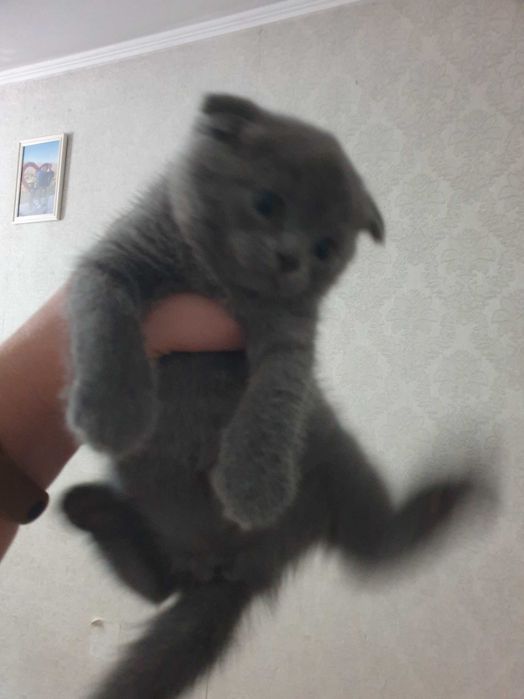 Кошечки Шотланцы