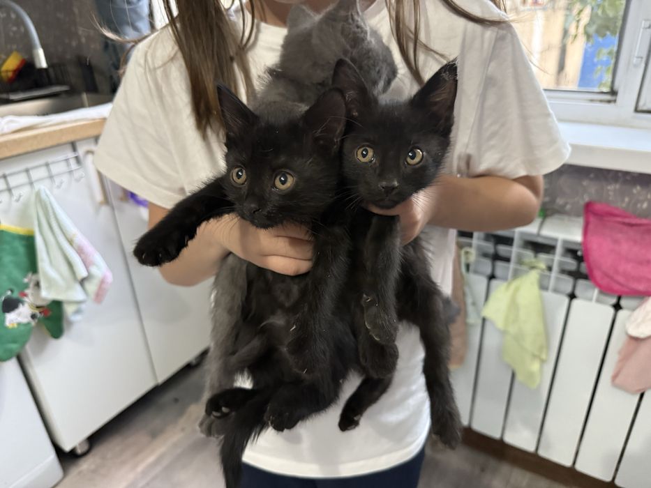 Отдам котят в добрые руки