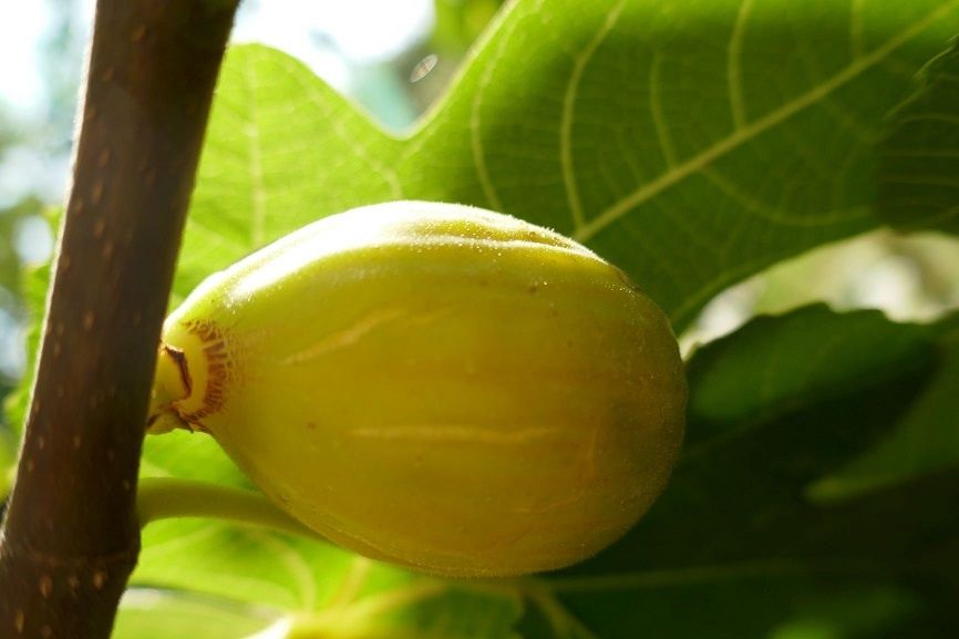 Smochin dame blanche C1