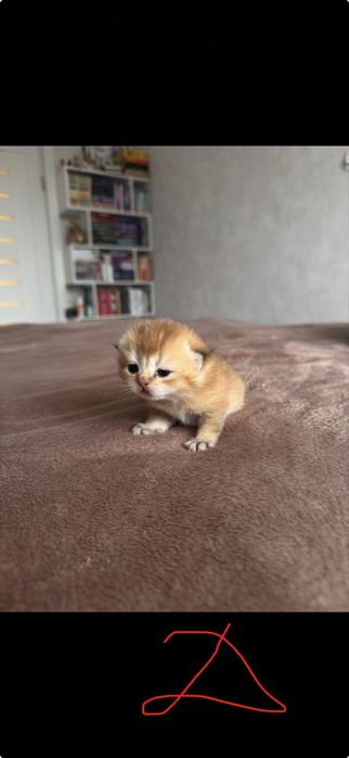 Золотая британская шиншила