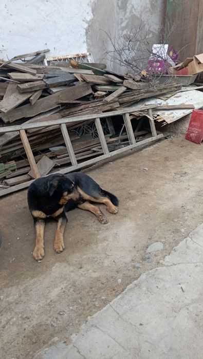 Отдам в хорошие руки