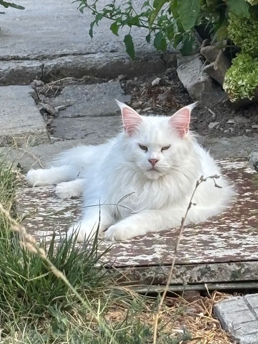 Котенца Мейн Куун