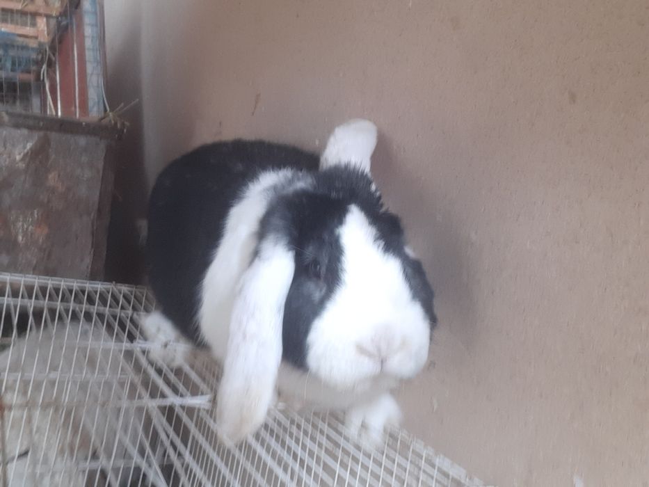 Французкий Баран