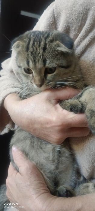 Отдадим котенка бесплатно