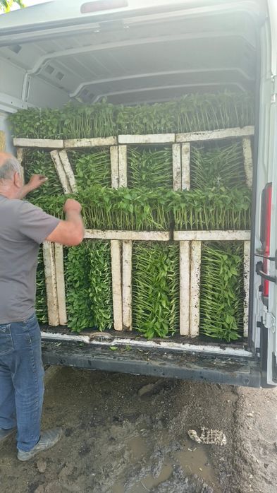 Разсад ПИПЕР ПАТЛАДЖАН професионални сортове