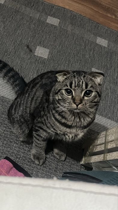 Кот шотландский вислоухий