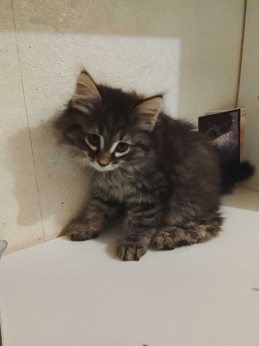 Отдам котят мальчик и девочка 1месяц