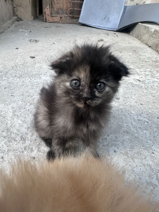 Отдам котят в хорошие руки