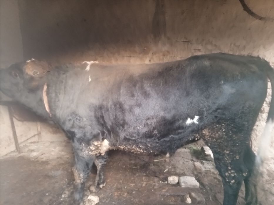 Katta navos sotiladi