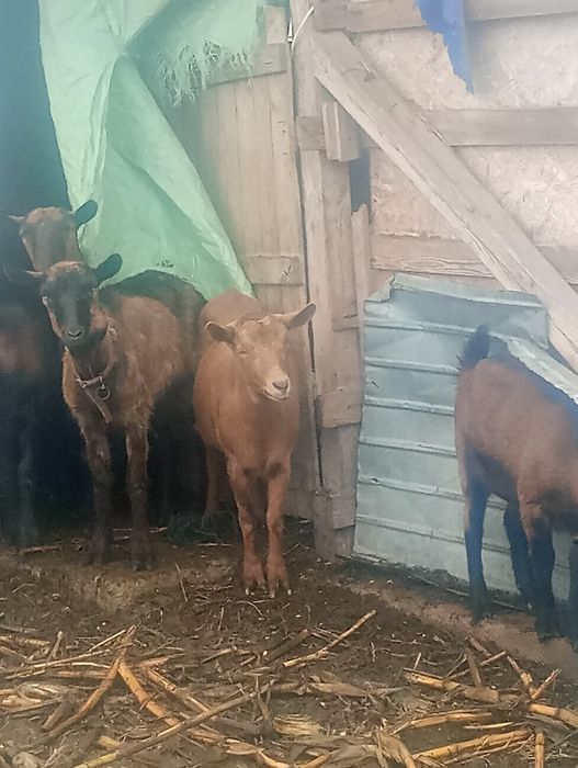 Capre iedite și tapisori