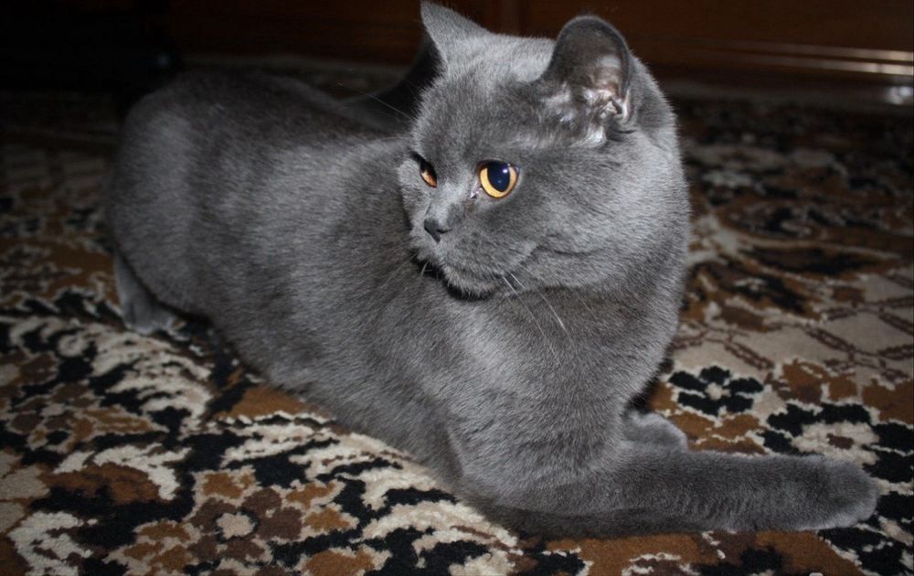Mushuk bolalari sotiladi