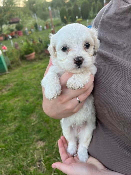 Donez pui Bichon