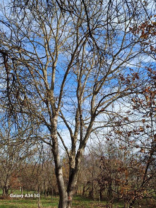 Vând copaci pe picior