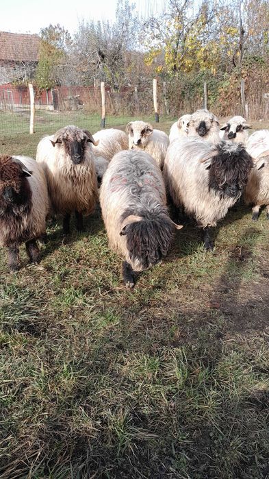 Oi tinere de vanzare